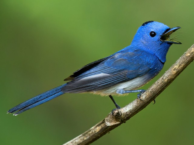 Wings of the Wild - Birds at Katarniaghat Image